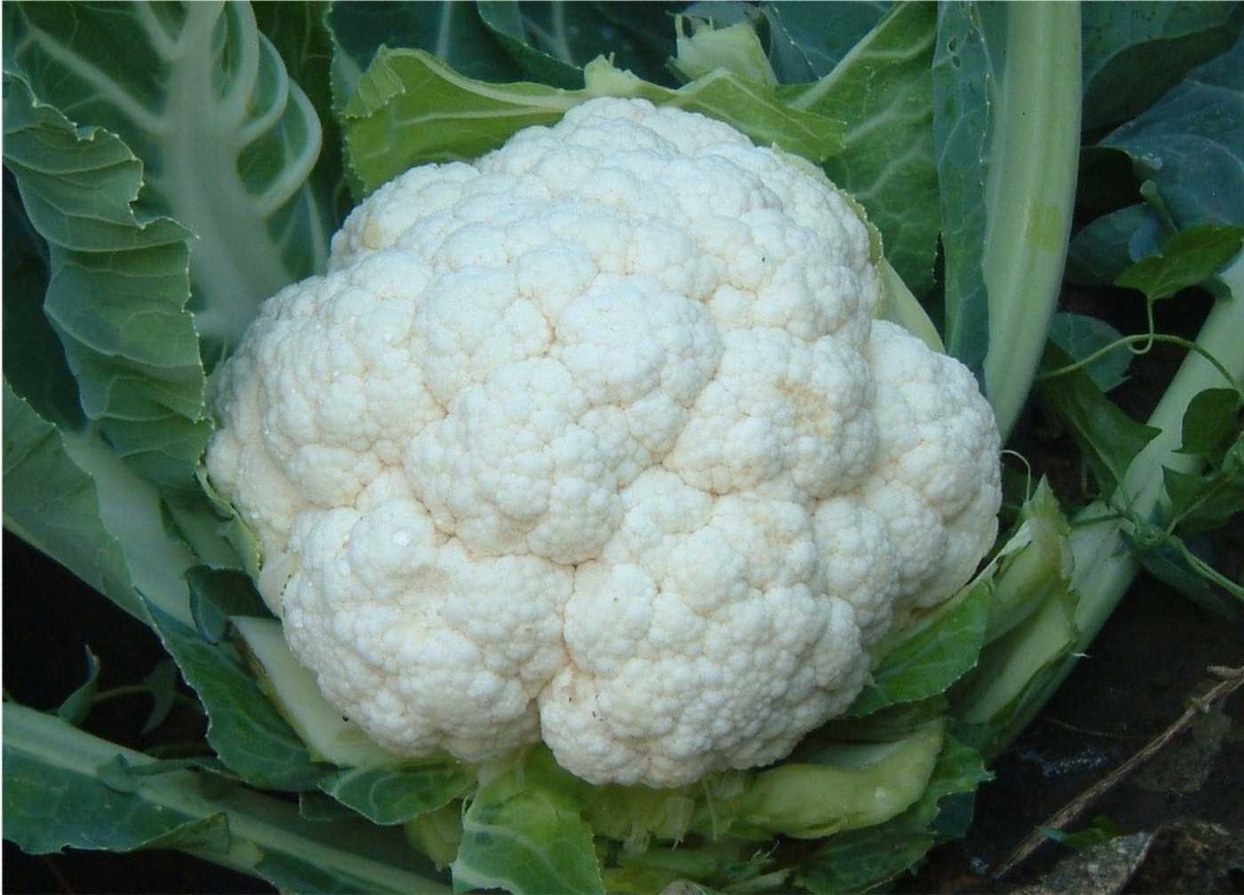 Bella Cauliflower