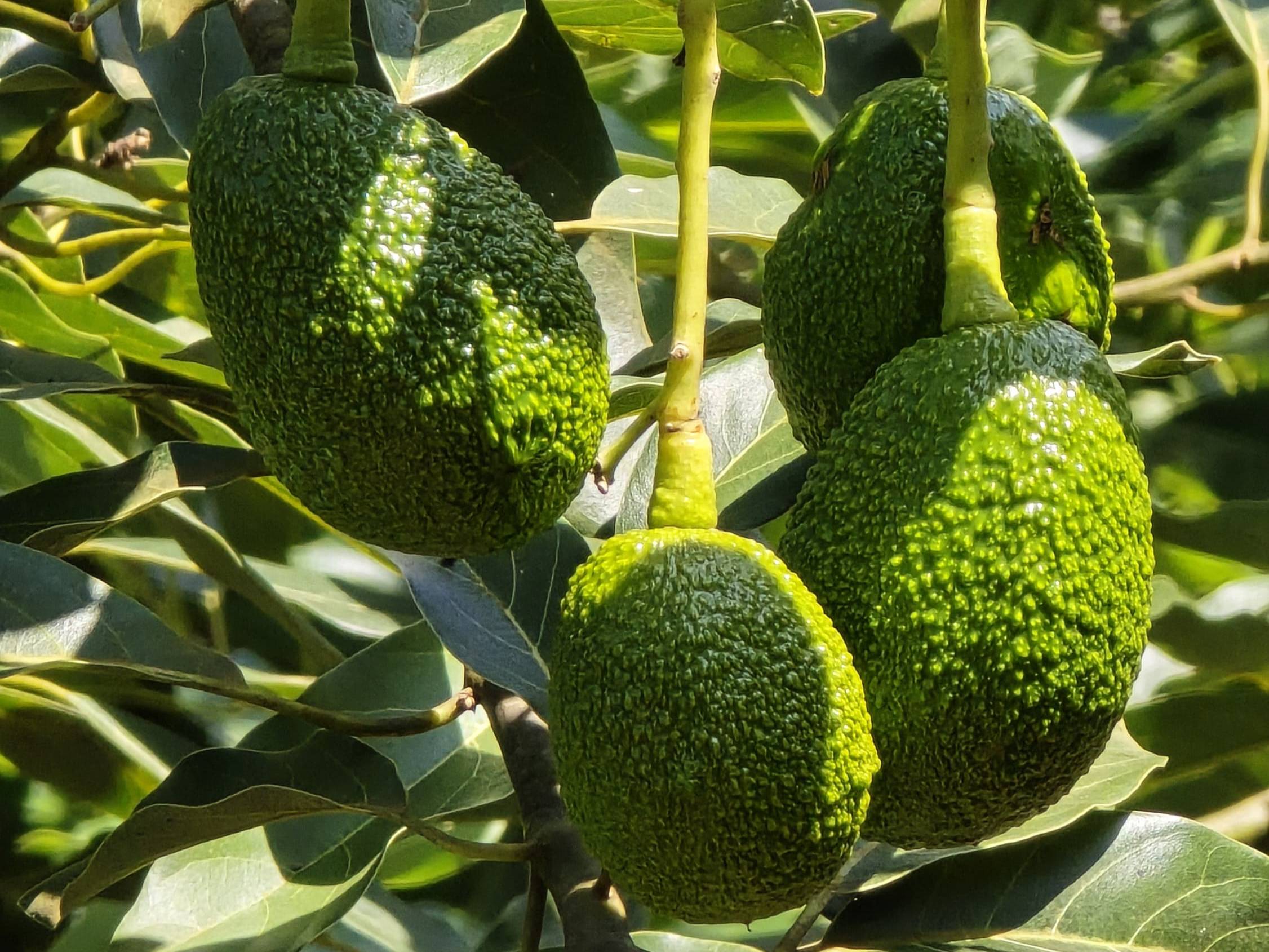 Hass Avocado