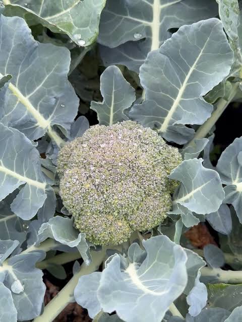 Heritage Broccoli